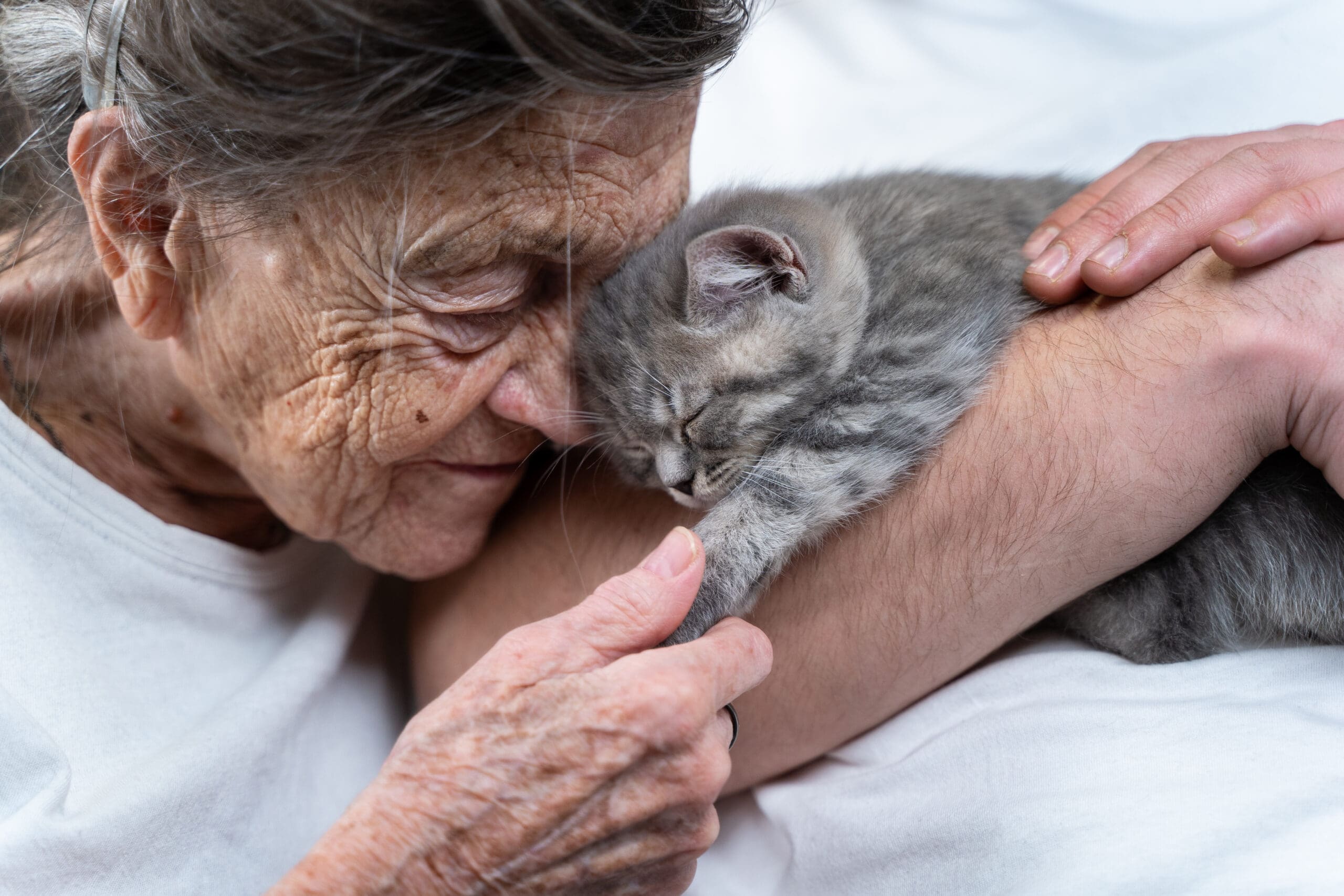 An elderly woman gently pets a smoky grey kitten
